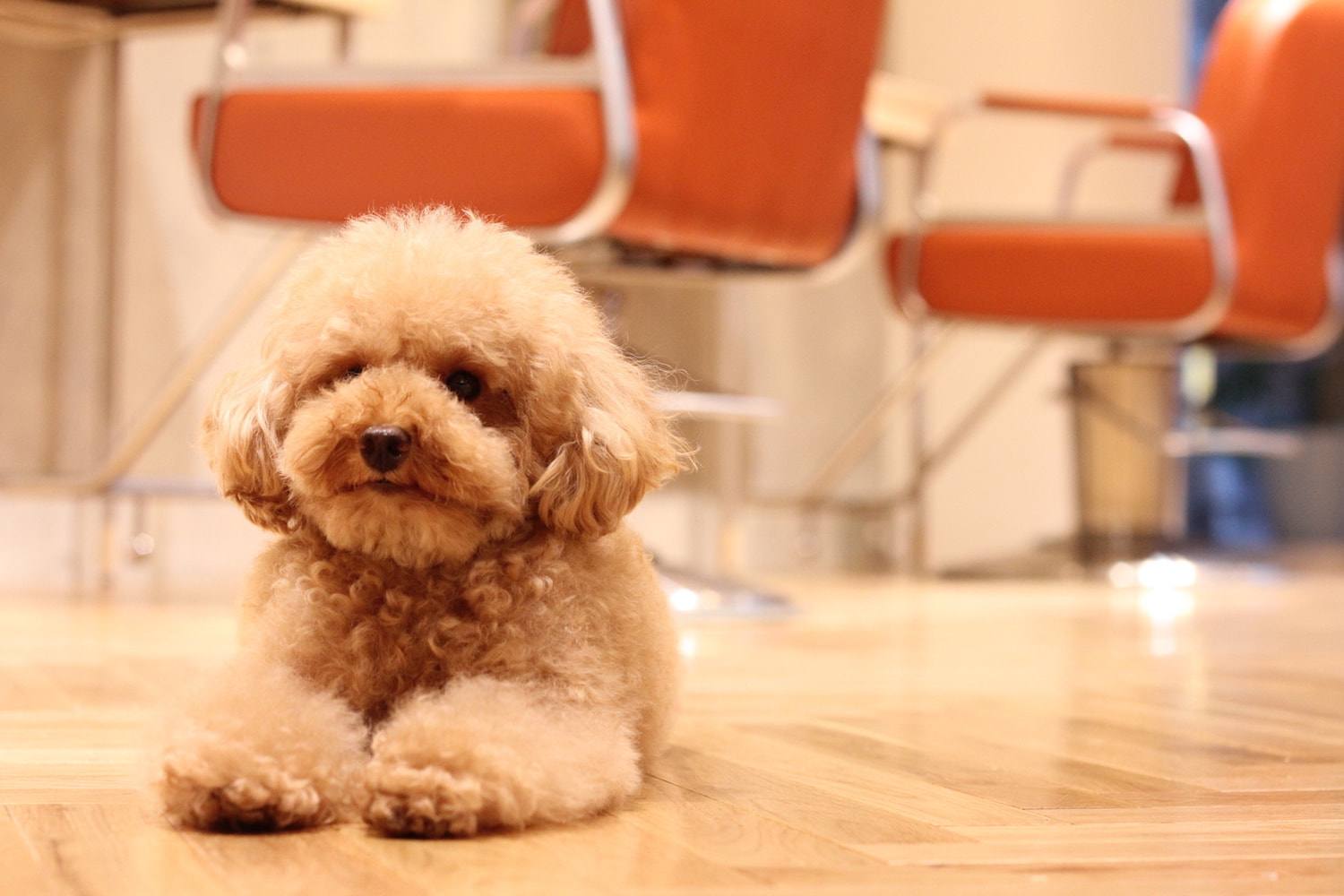 看板犬「なると」の画像