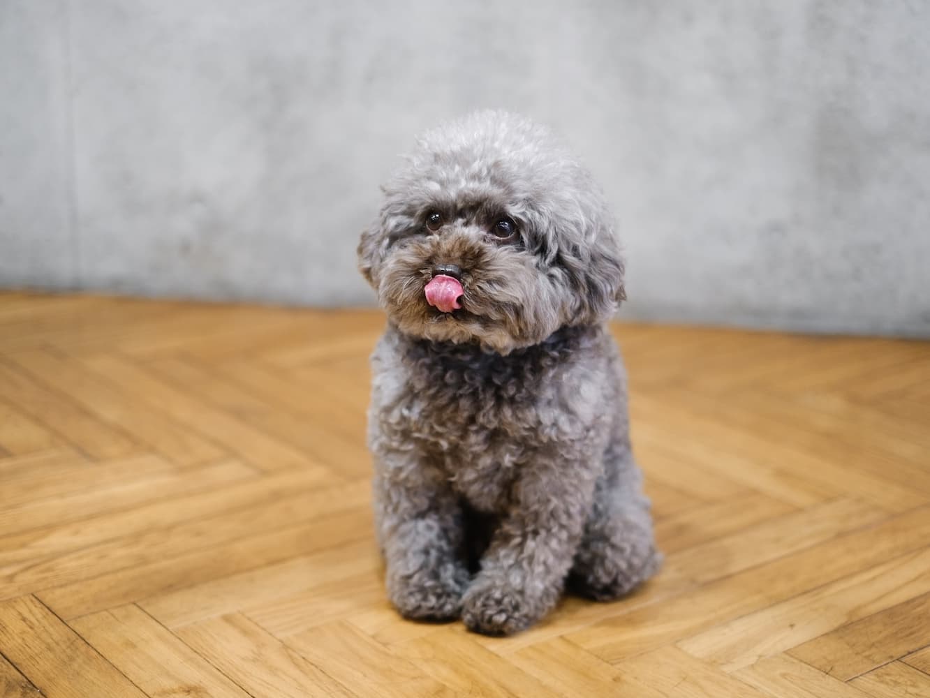 看板犬マルコ