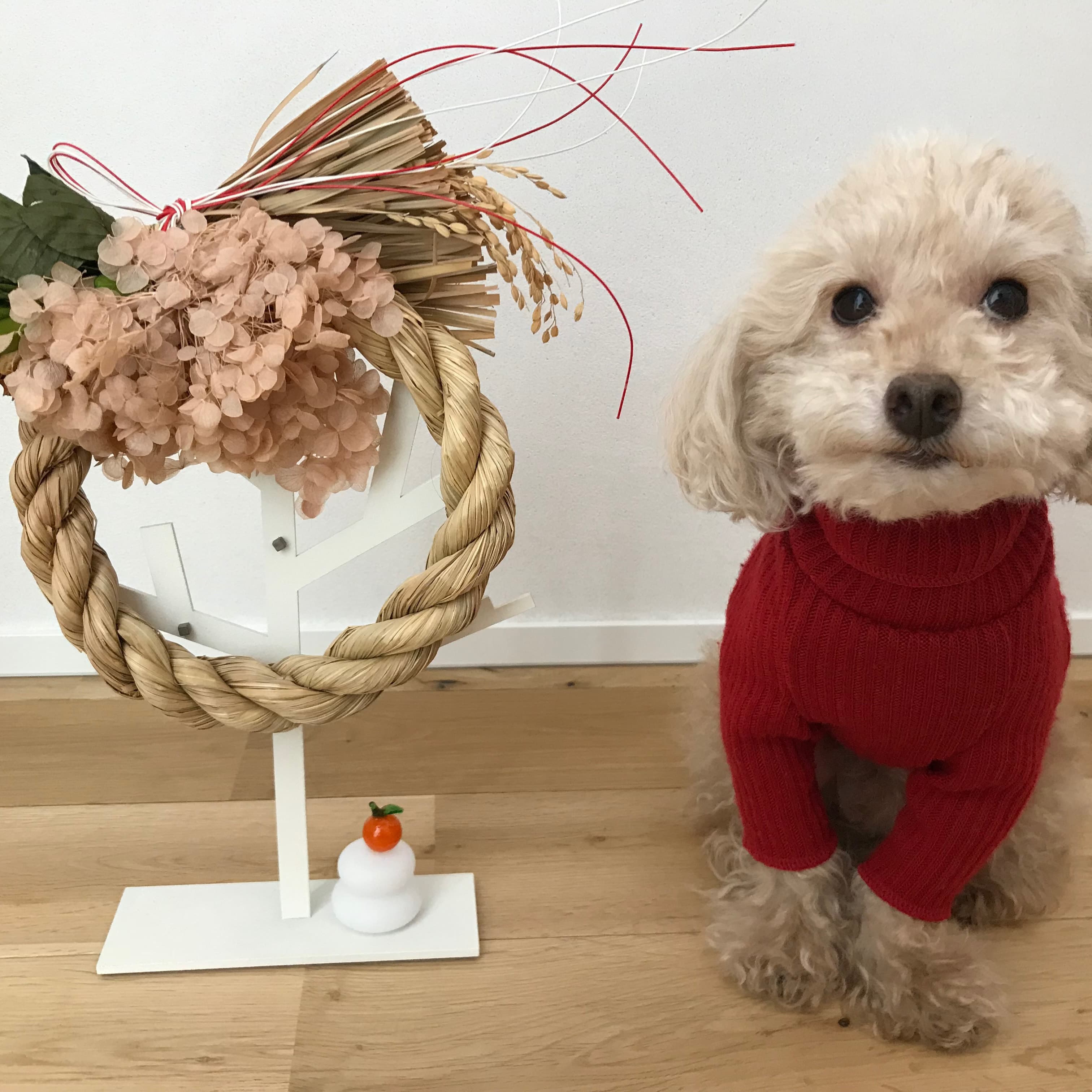 しめ飾りと看板犬なると