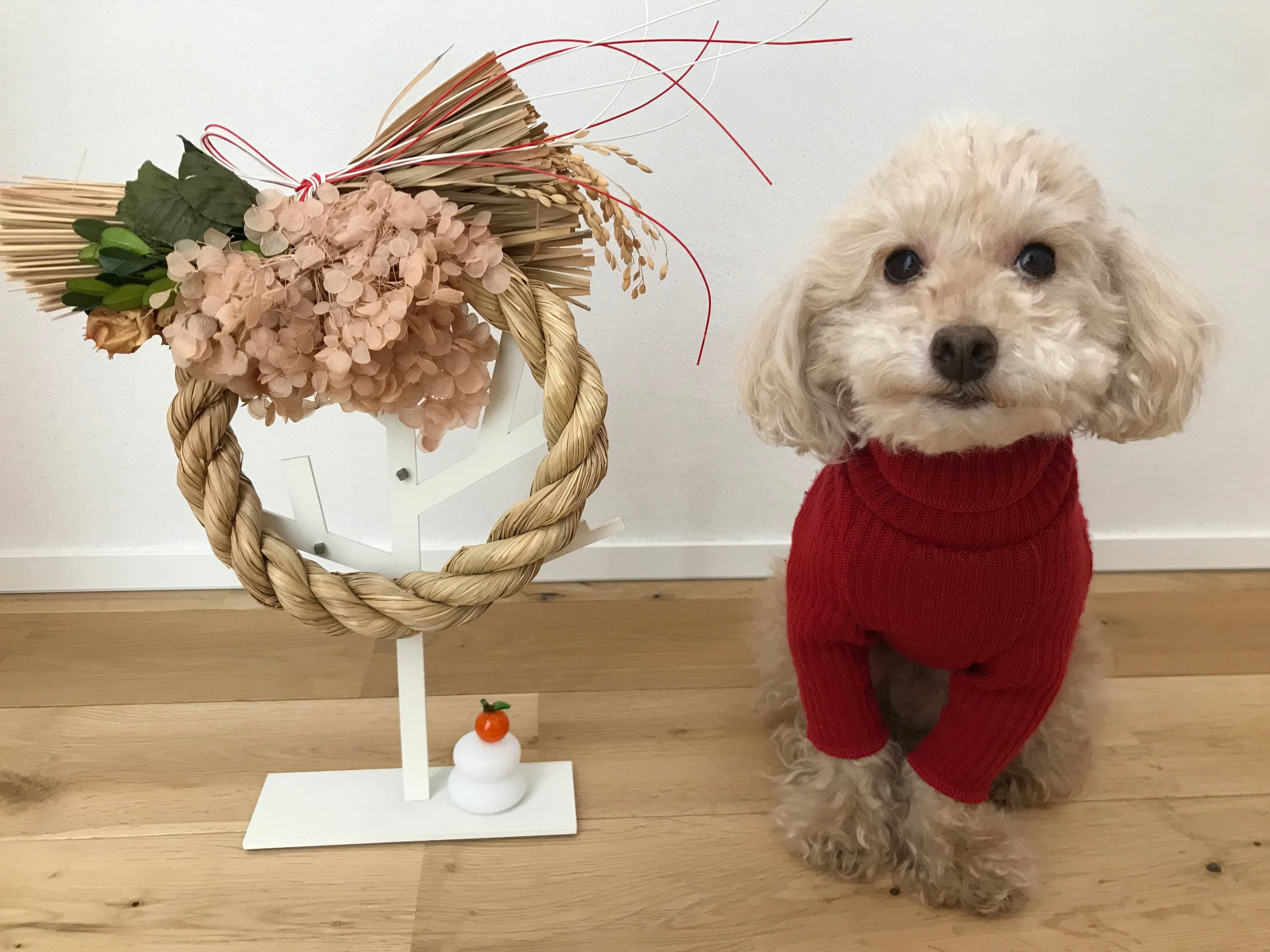 看板犬としめ飾りが並んでる