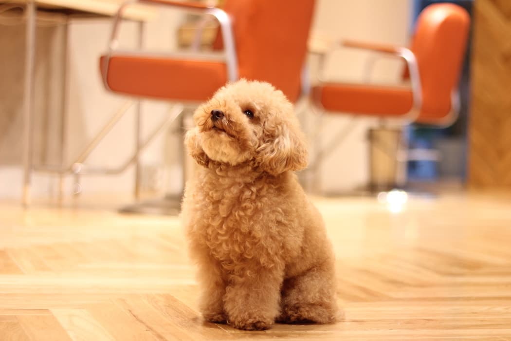 看板犬のなると店長