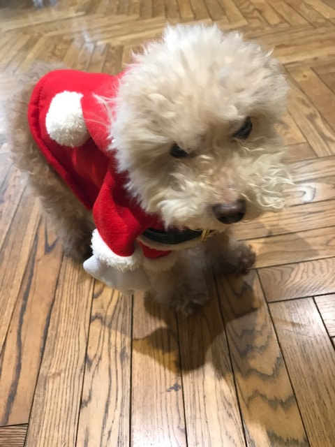 サンタの衣装を着たなると